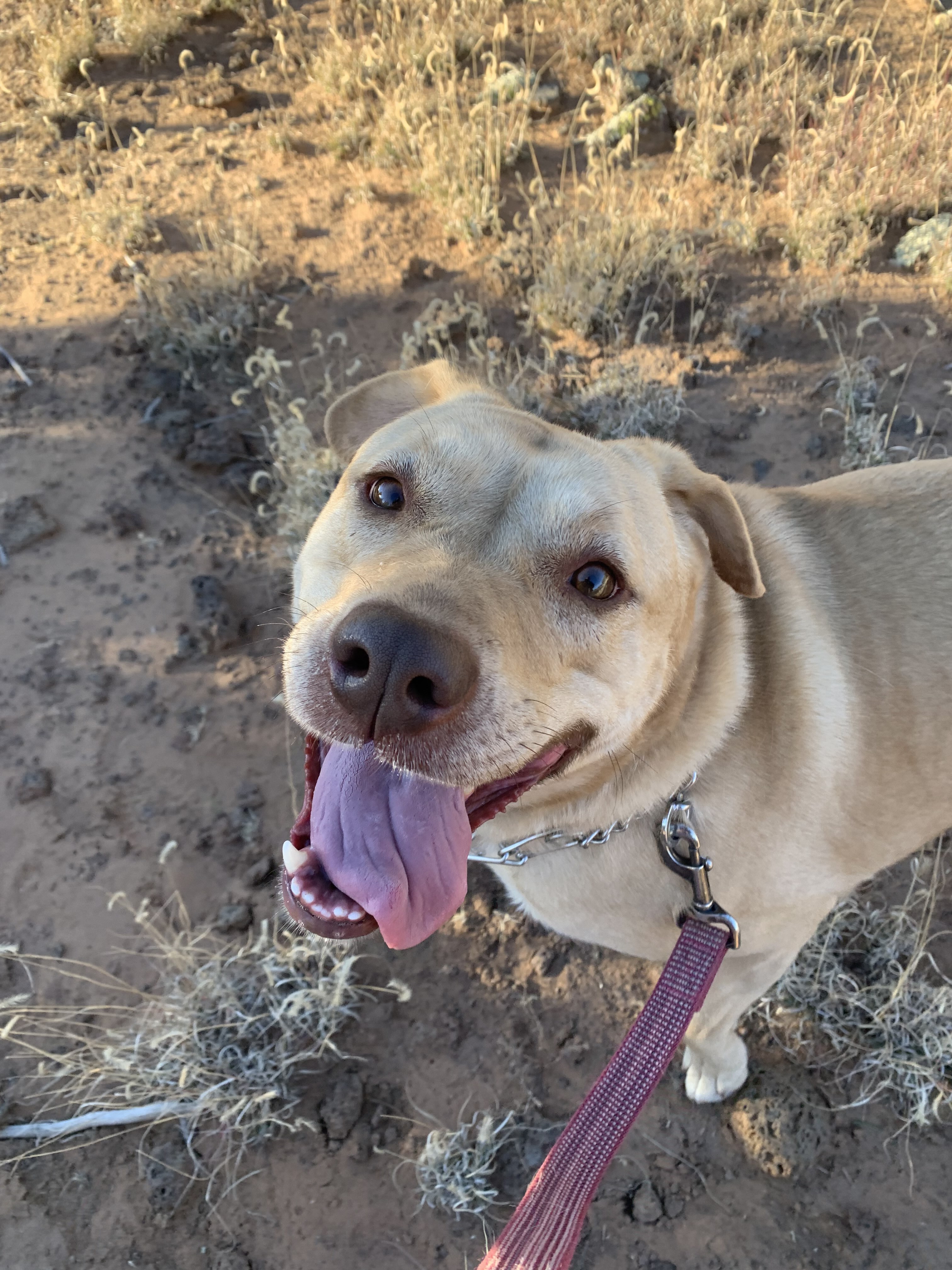 Rasalie, an adoptable Pit Bull Terrier, Labrador Retriever in Albuquerque, NM, 87107 | Photo Image 1