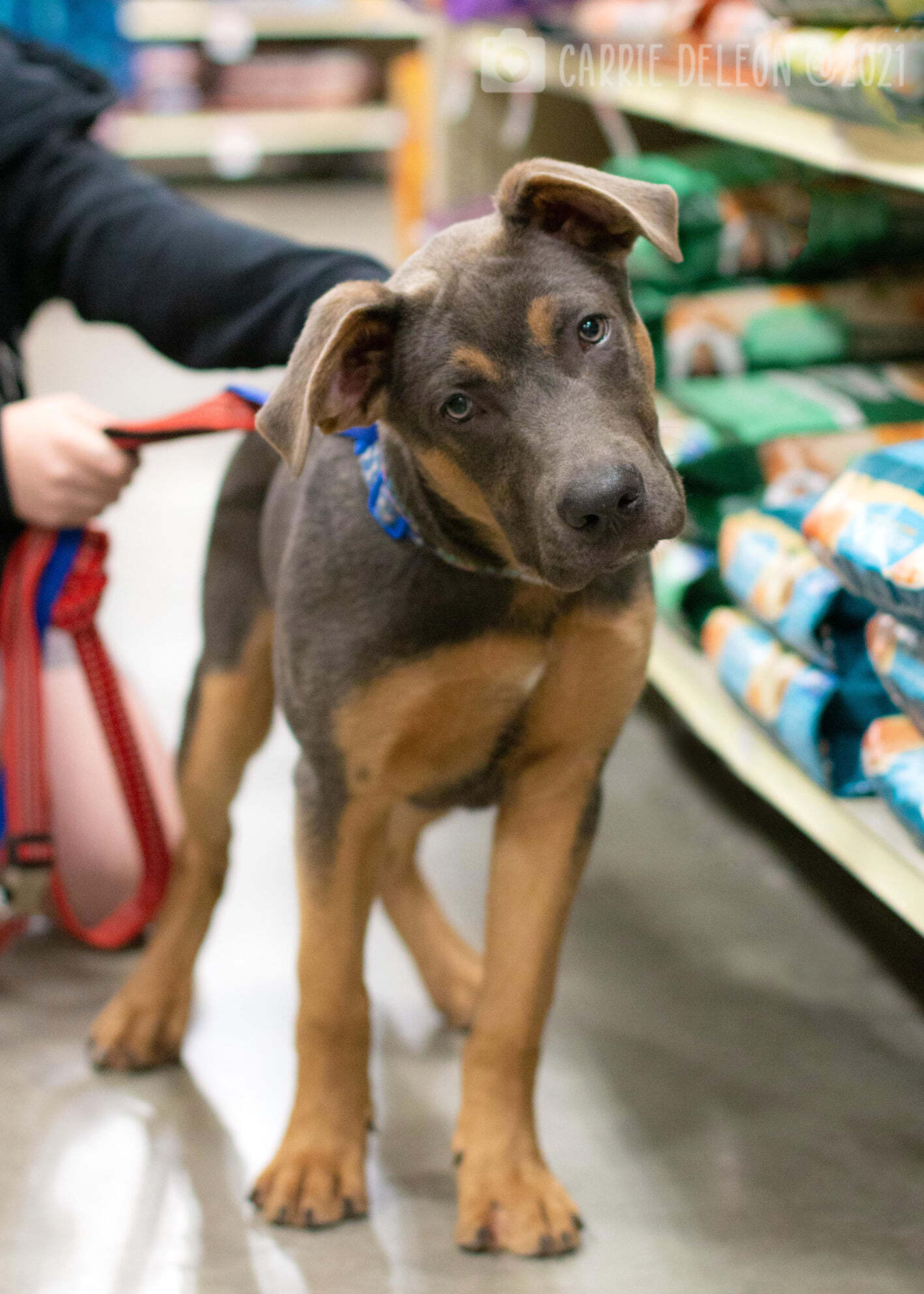 Angus, an adoptable American Staffordshire Terrier in West Richland, WA, 99353 | Photo Image 1