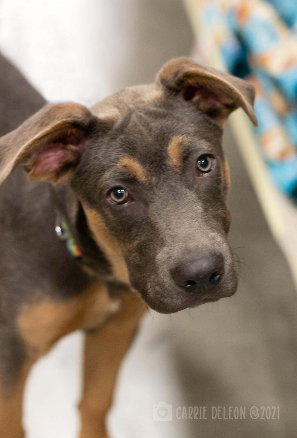 Angus, an adoptable American Staffordshire Terrier in West Richland, WA, 99353 | Photo Image 2