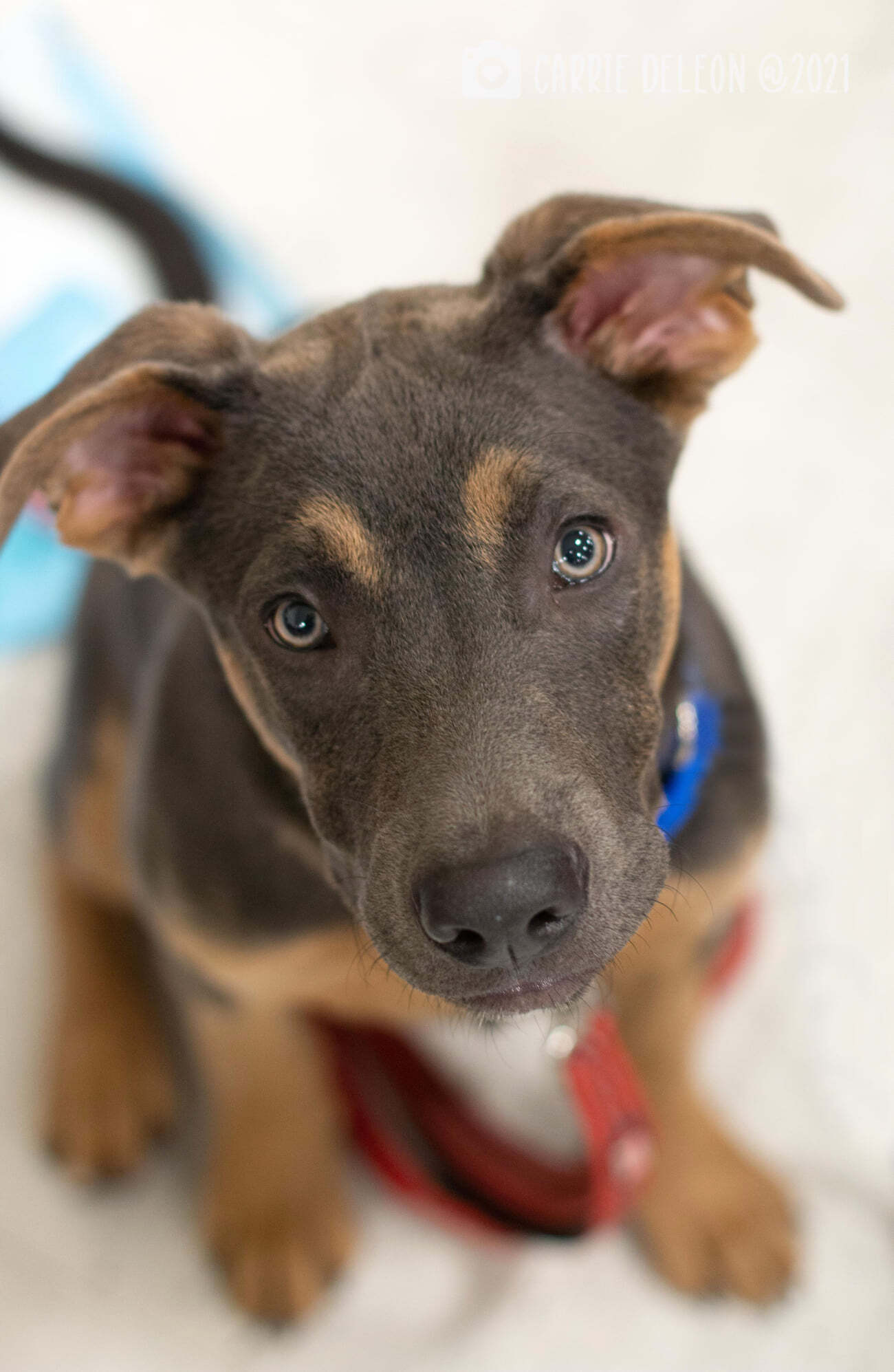 Angus, an adoptable American Staffordshire Terrier in West Richland, WA, 99353 | Photo Image 3