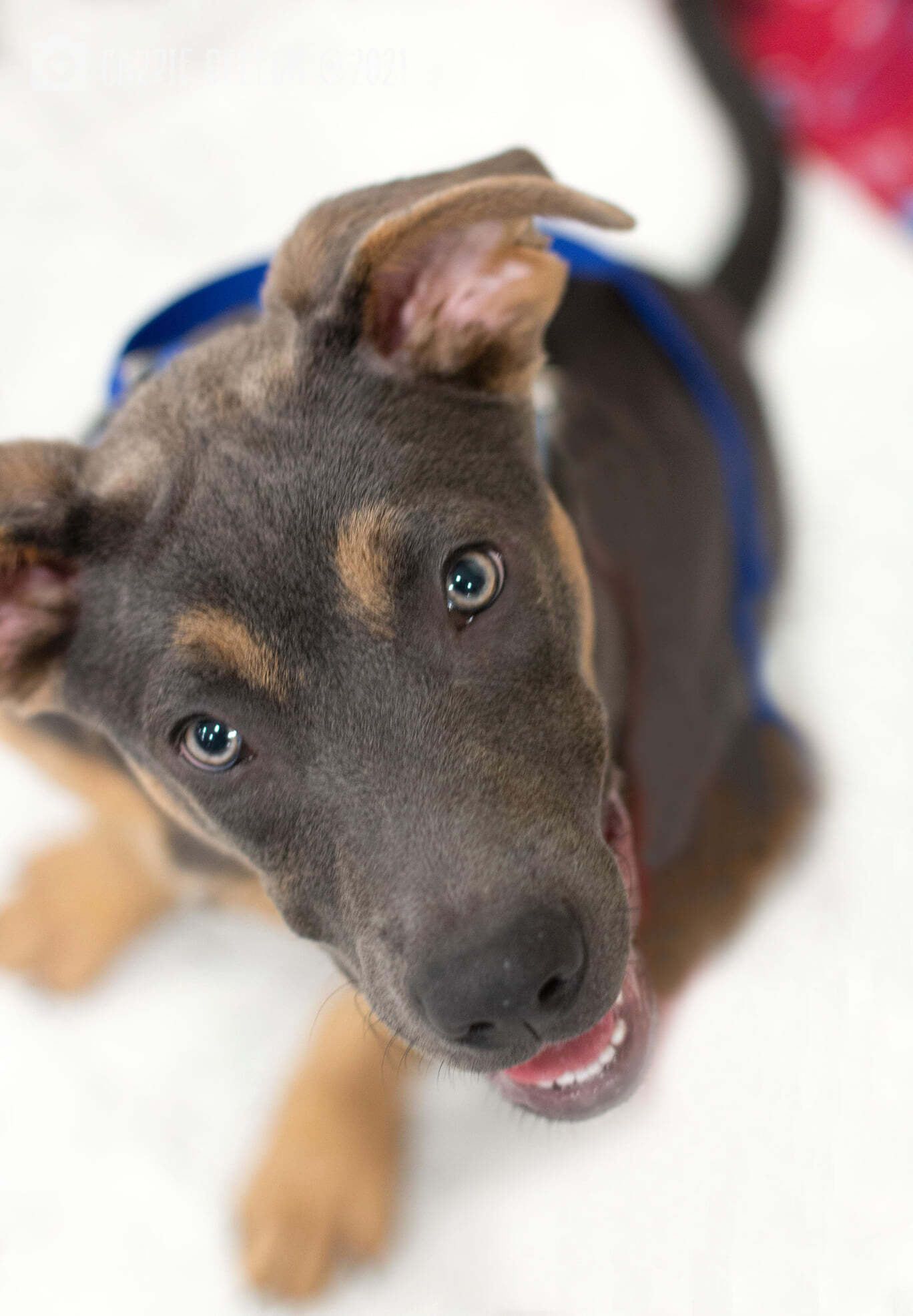 Angus, an adoptable American Staffordshire Terrier in West Richland, WA, 99353 | Photo Image 4