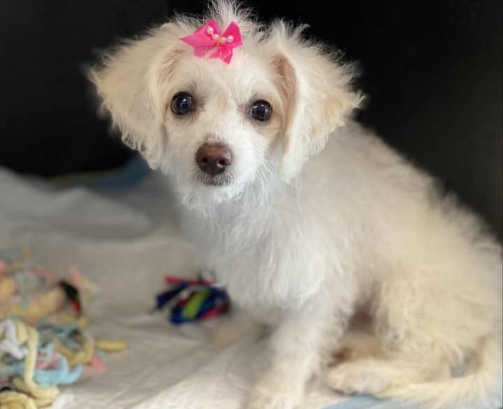 Beluga, an adopted Poodle & Terrier Mix in Los Alamitos, CA_image-2