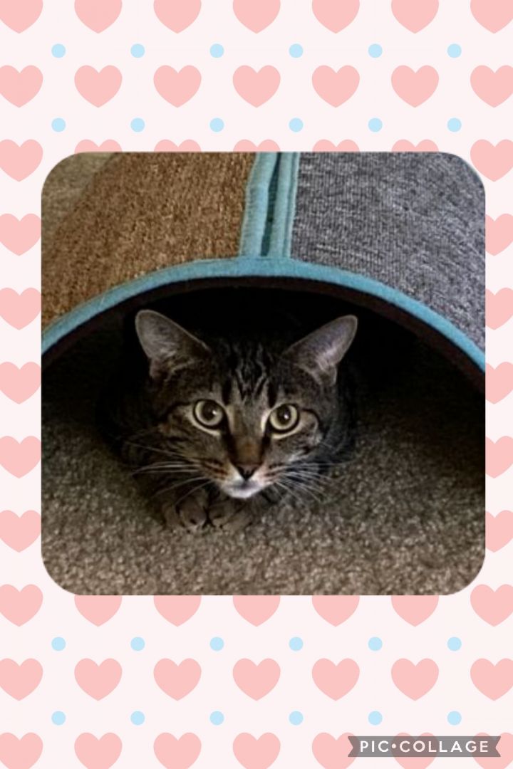Hailey V, an adoptable Tabby & Bengal Mix in Mission Viejo, CA_image-1