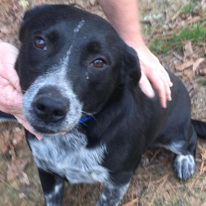 Lacy, an adopted Border Collie & Black Labrador Retriever Mix in Simsbury, CT_image-1
