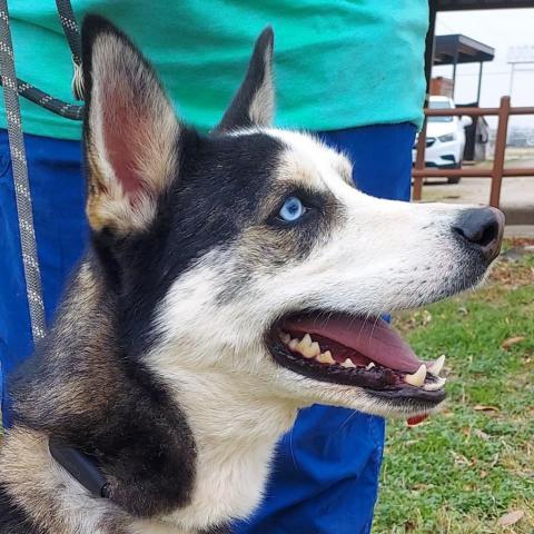 Haku JuM*, an adoptable Alaskan Malamute, Husky in Austin, TX, 78701 | Photo Image 6