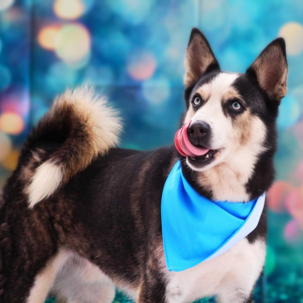 Haku JuM*, an adoptable Husky, Mixed Breed in Austin, TX, 78701 | Photo Image 6