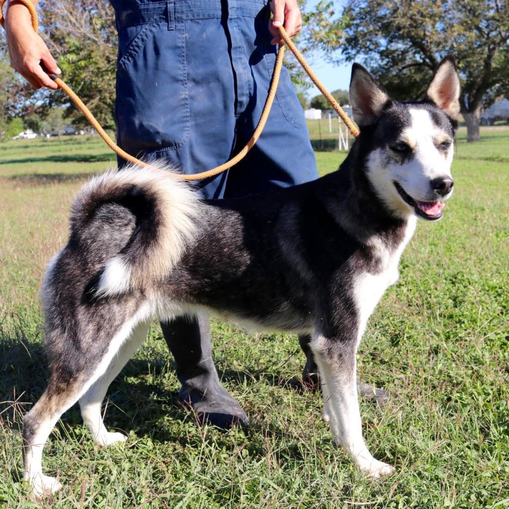 Haku JuM*, an adoptable Husky, Mixed Breed in Austin, TX, 78701 | Photo Image 6