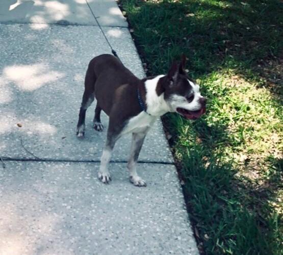 Dexter Diamond, an adoptable Boston Terrier in Lake Mary, FL, 32746 | Photo Image 1