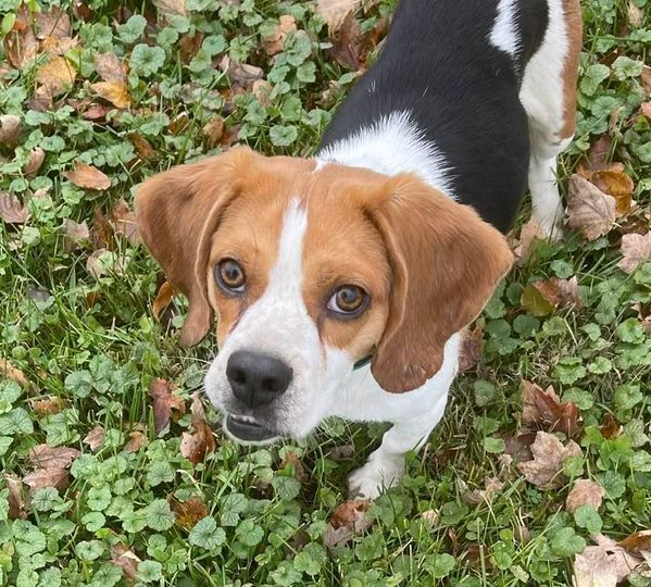 beagle harrier wags its tail