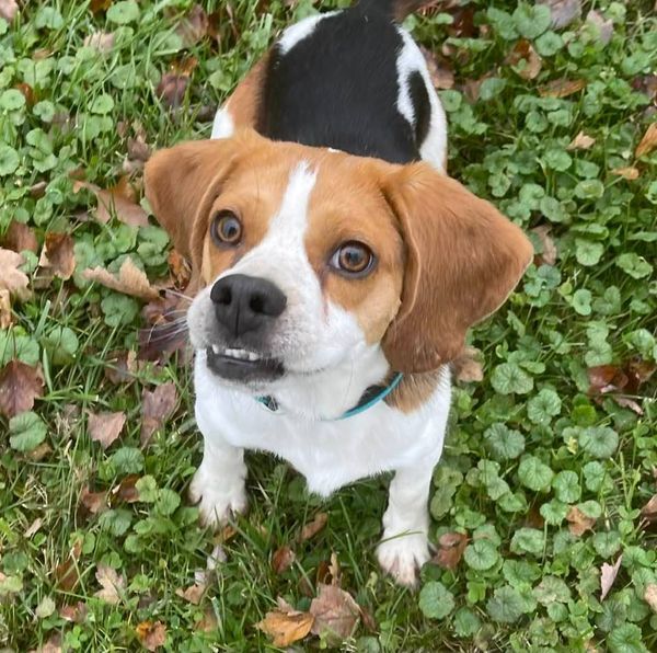 Petfinder beagle cheap