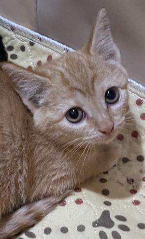 Cats For Adoption Near New Jersey Nj Petfinder