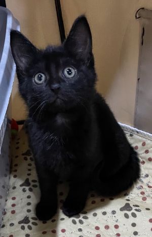 Cats For Adoption Near New Jersey Nj Petfinder