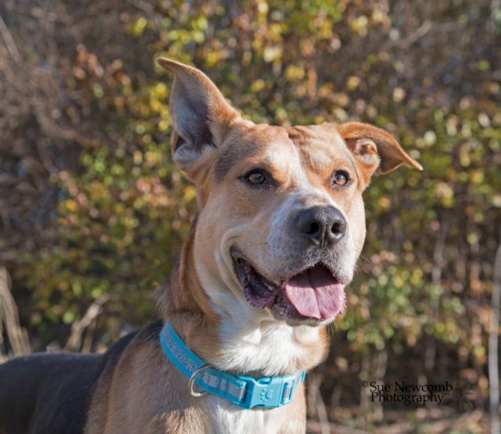 Dusty, an adoptable Shepherd & Hound Mix in Shorewood, IL_image-2