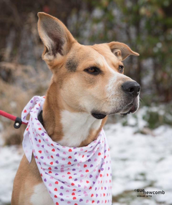 Dusty, an adoptable Shepherd & Hound Mix in Shorewood, IL_image-6