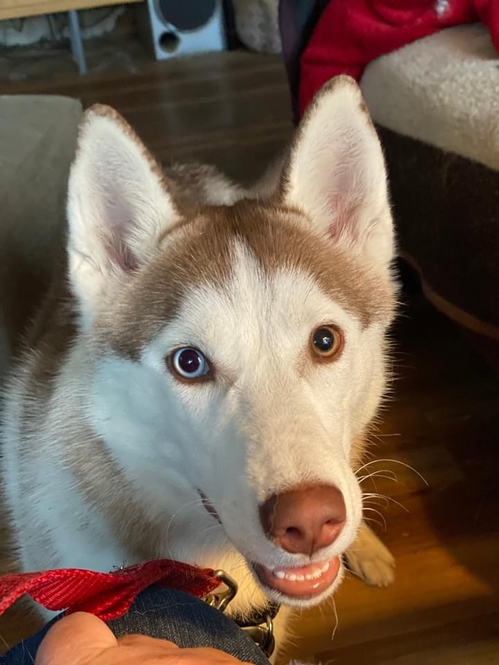 Ginger , an adopted Siberian Husky in Portland, OR_image-1