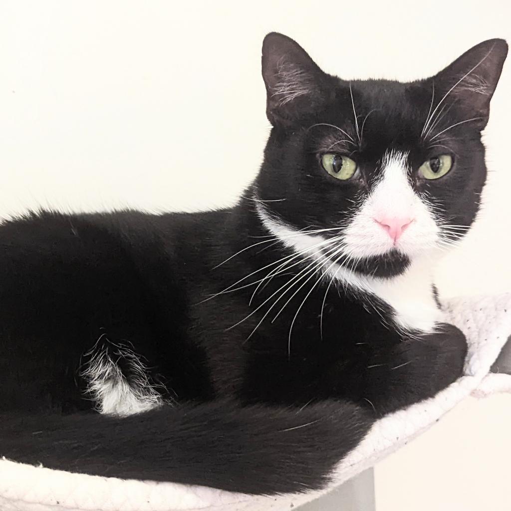 Twinkle, an adoptable Domestic Short Hair in Cumming, GA, 30040 | Photo Image 1