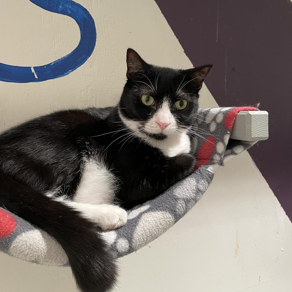 Twinkle, an adoptable Domestic Short Hair in Cumming, GA, 30040 | Photo Image 1