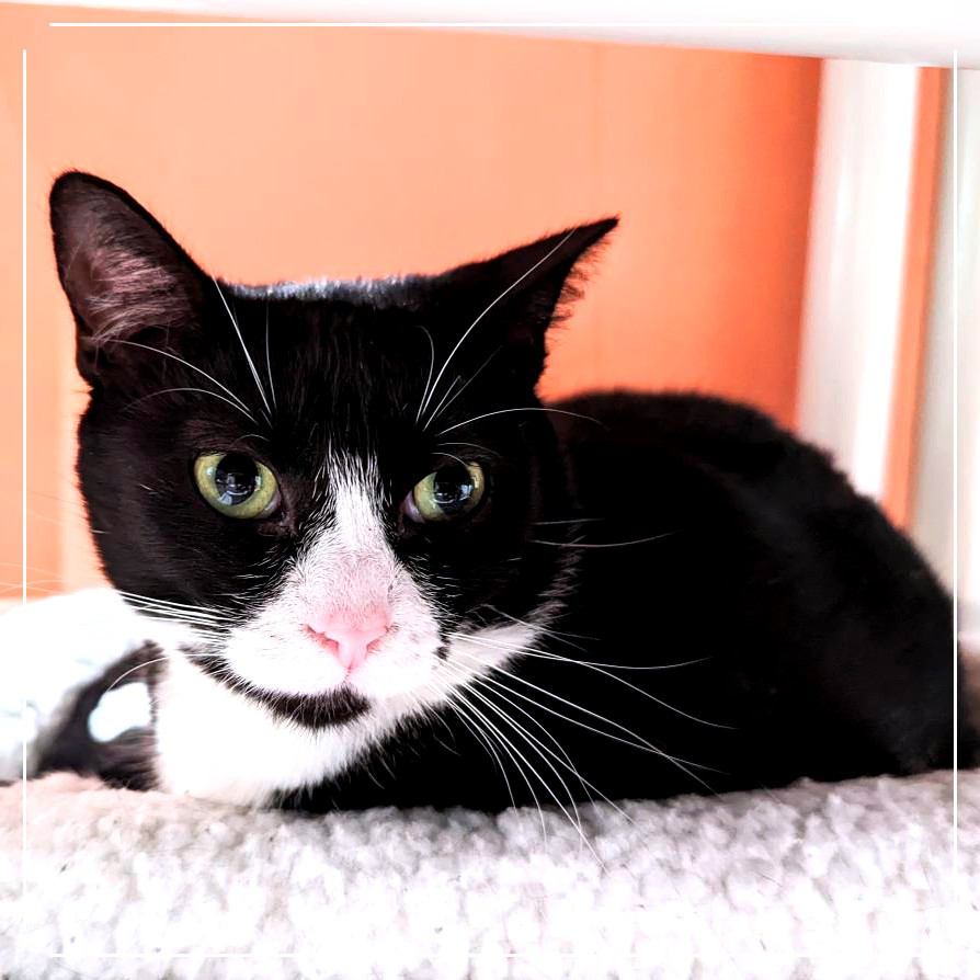 Twinkle, an adoptable Domestic Short Hair in Cumming, GA, 30040 | Photo Image 1