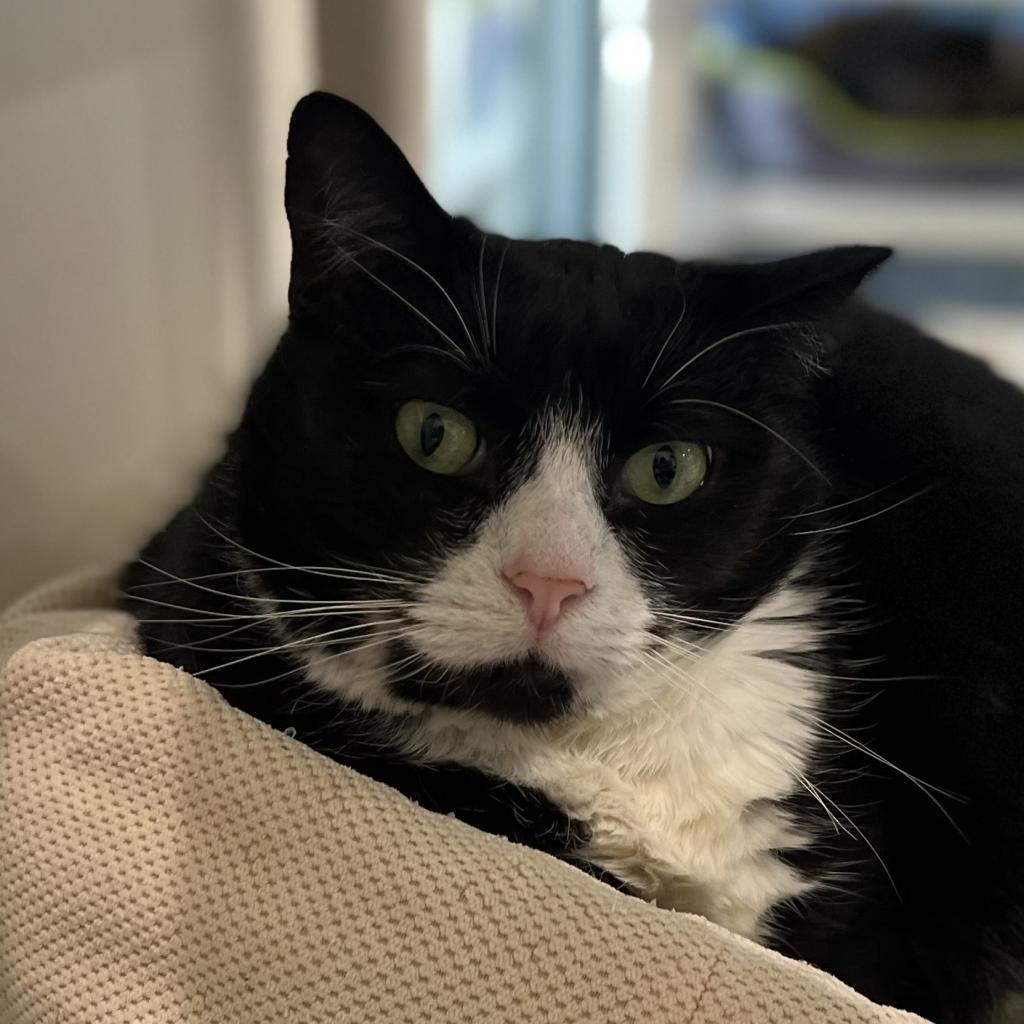 Twinkle, an adoptable Domestic Short Hair in Cumming, GA, 30040 | Photo Image 2