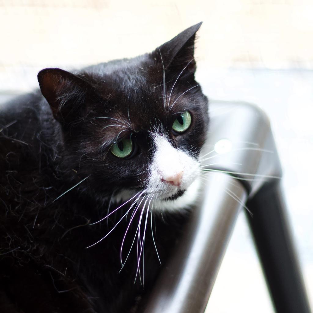 Twinkle, an adoptable Domestic Short Hair in Cumming, GA, 30040 | Photo Image 3