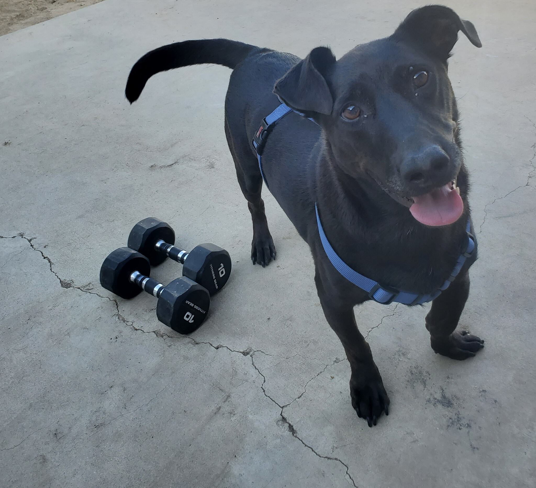 Max, an adoptable Labrador Retriever, Dachshund in Selma, CA, 93662 | Photo Image 1