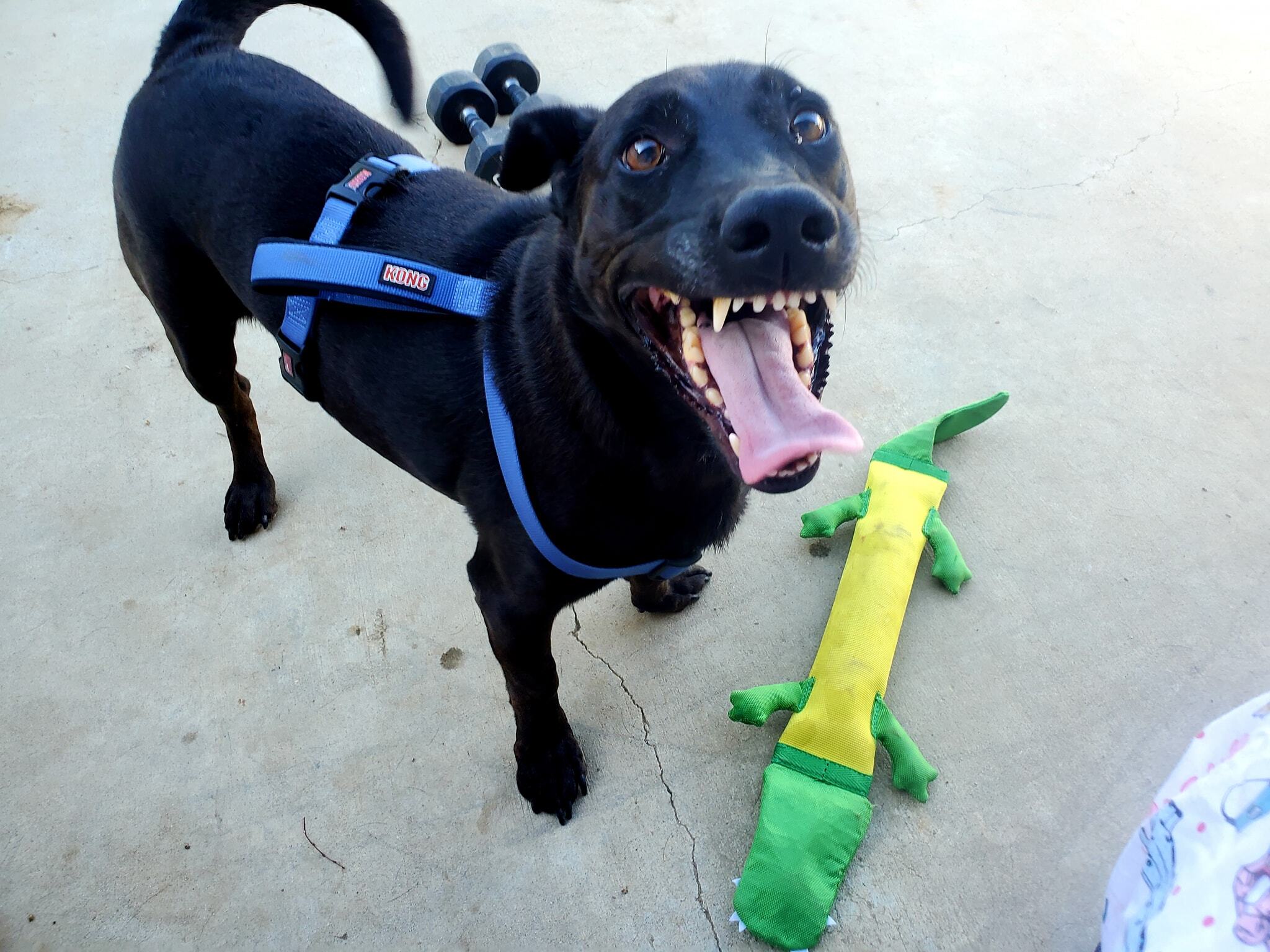Max, an adoptable Labrador Retriever, Dachshund in Selma, CA, 93662 | Photo Image 2