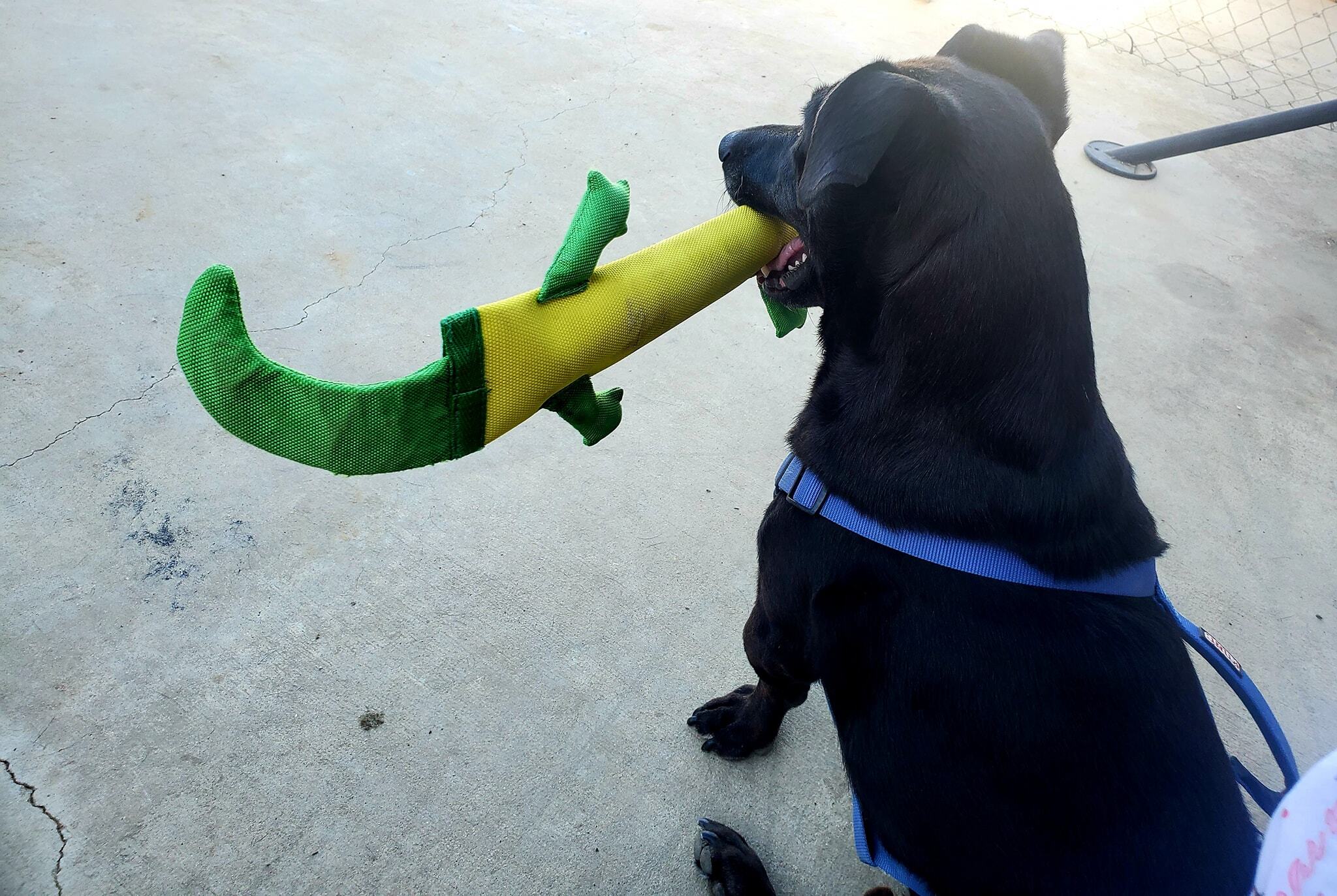 Max, an adoptable Labrador Retriever, Dachshund in Selma, CA, 93662 | Photo Image 3