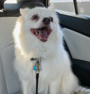 Casper-ADOPTED!