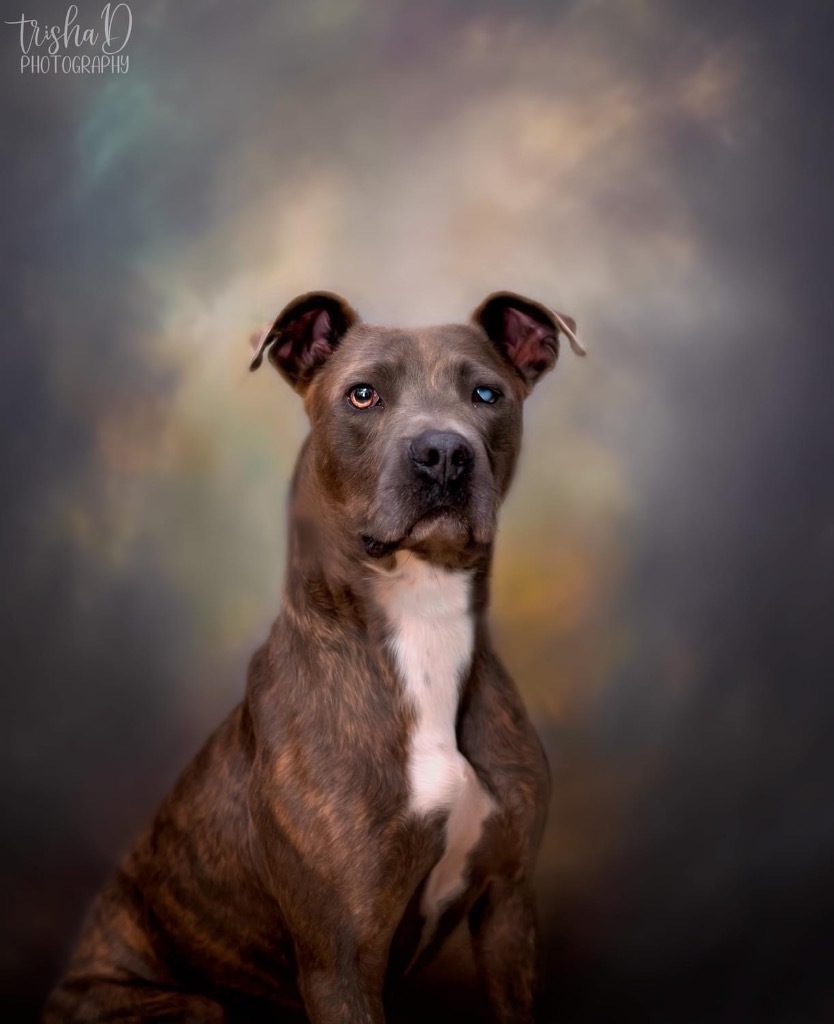Ollie, an adoptable Pit Bull Terrier in Saint Francisville, LA, 70775 | Photo Image 1