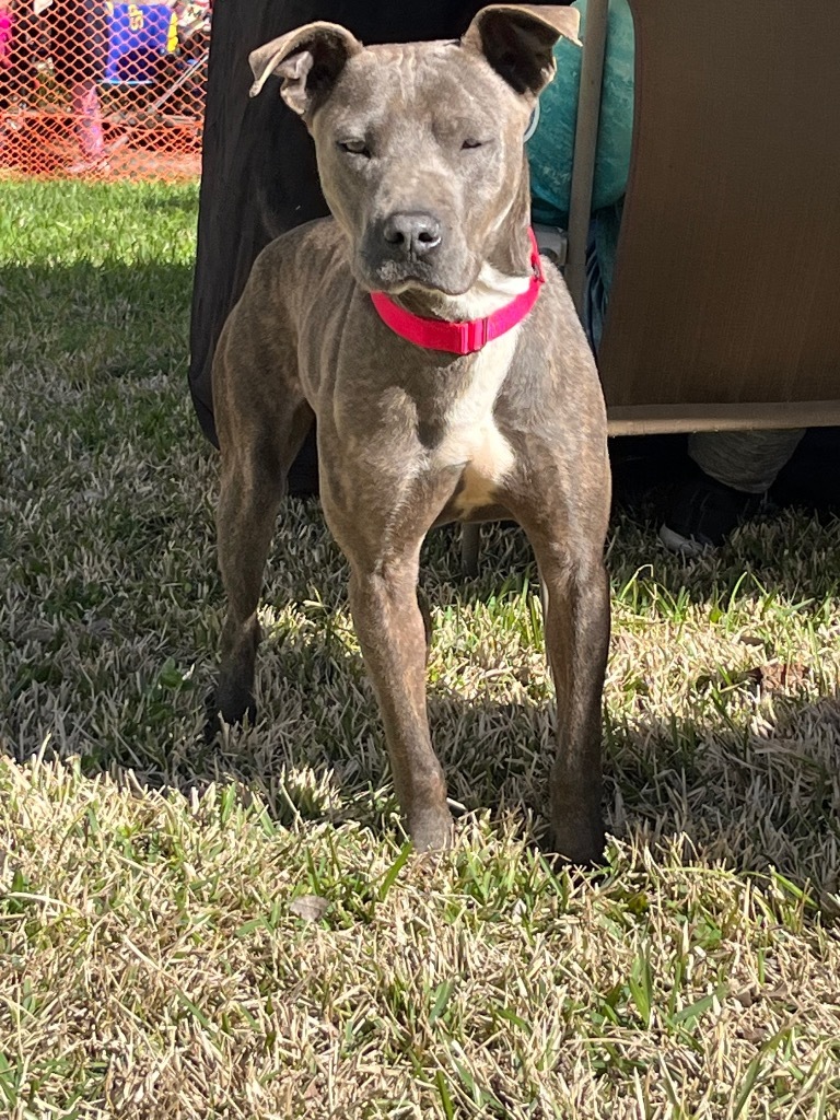 Ollie, an adoptable Pit Bull Terrier in Saint Francisville, LA, 70775 | Photo Image 4