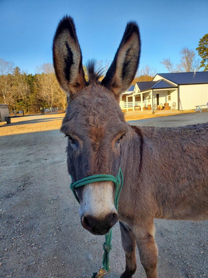 Cato, an adopted Donkey in Hohenwald , TN_image-3