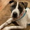 PRUE, an adoptable Cattle Dog & Pit Bull Terrier Mix in Point Richmond, CA_image-3