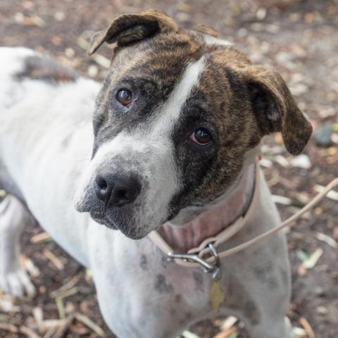 PRUE, an adoptable Cattle Dog & Pit Bull Terrier Mix in Point Richmond, CA_image-5