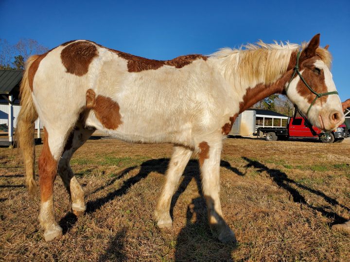Diablo, an adoptable Mustang in Hohenwald , TN_image-2