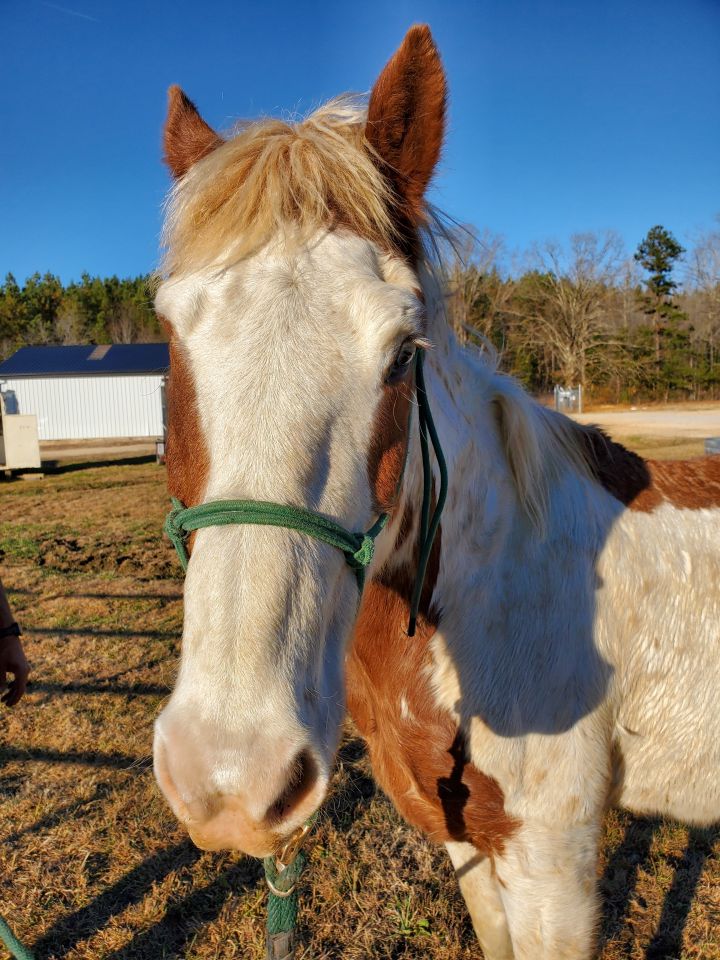 Diablo, an adoptable Mustang in Hohenwald , TN_image-3