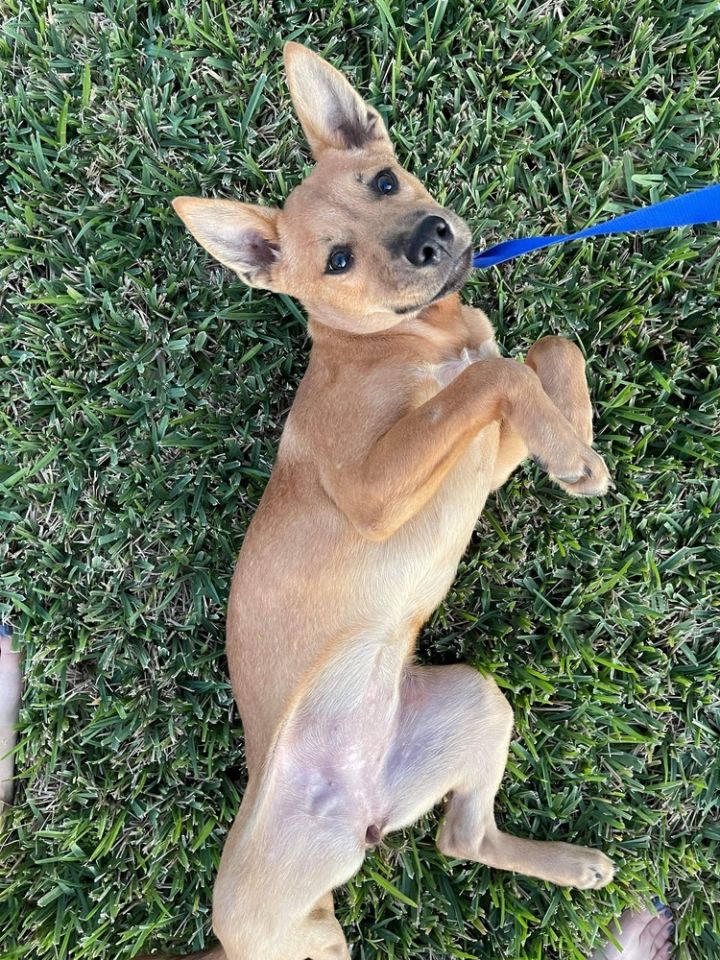 Dog For Adoption Peach Mnk K A Carolina Dog Labrador Retriever Mix In Marysville Wa Petfinder