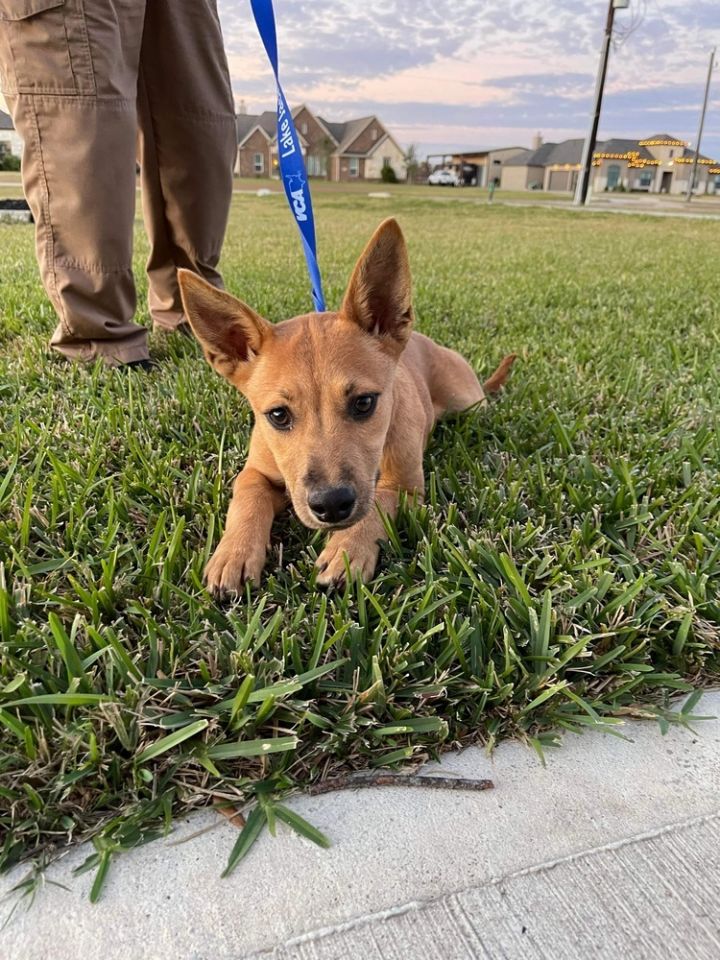 Dog For Adoption Peach Mnk K A Carolina Dog Labrador Retriever Mix In Marysville Wa Petfinder