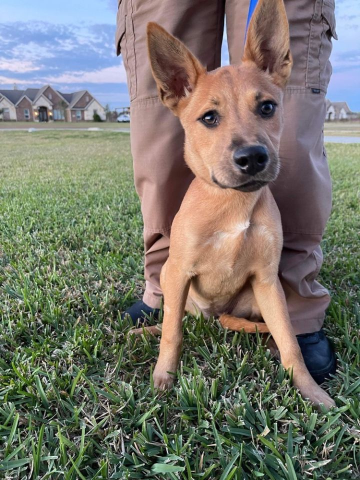 Dog For Adoption Peach Mnk K A Carolina Dog Labrador Retriever Mix In Marysville Wa Petfinder