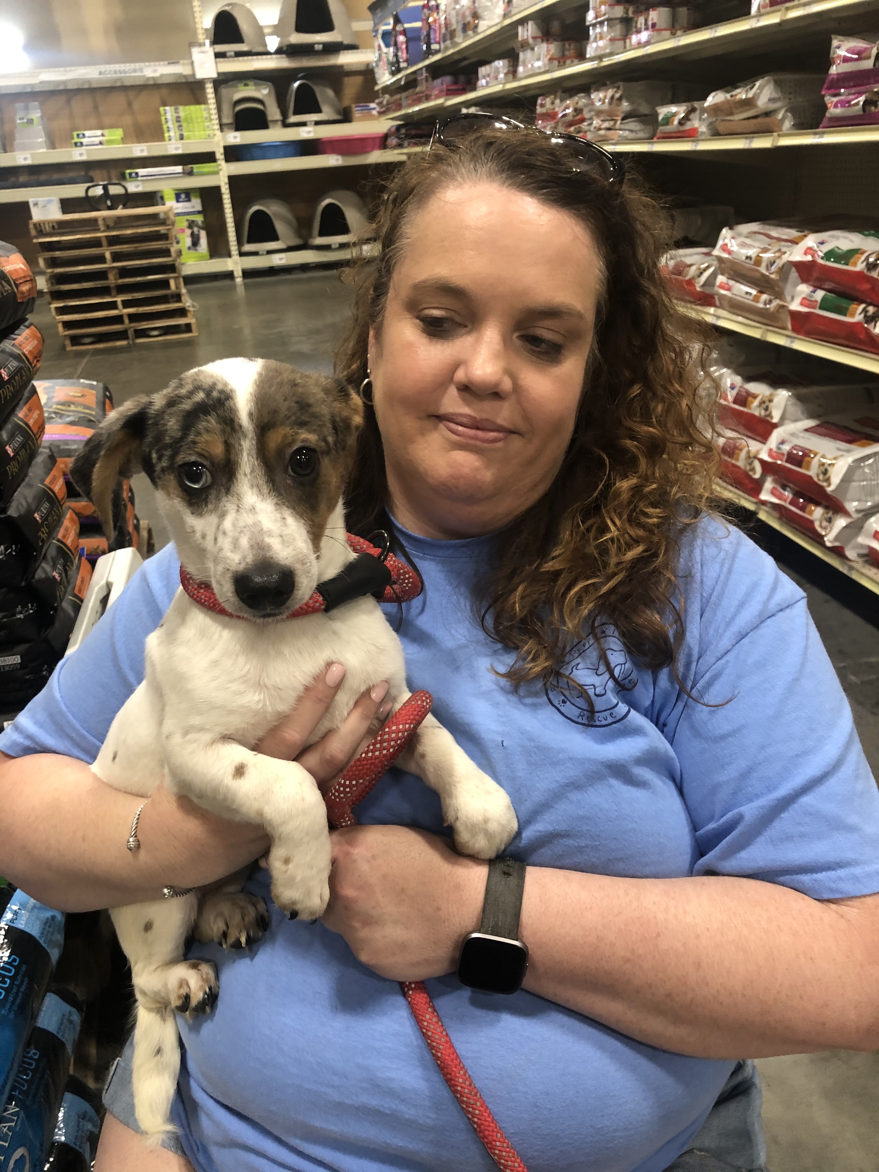 Gator, an adoptable Dachshund, Mixed Breed in Eagleville, TN, 37060 | Photo Image 2