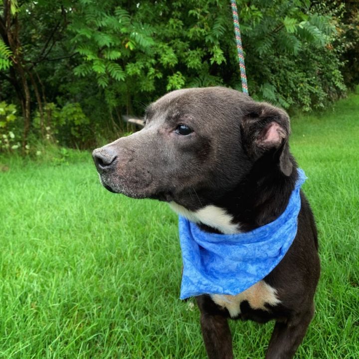 BROWNIE (BOWIE), an adoptable Pit Bull Terrier in Wintersville, OH_image-5
