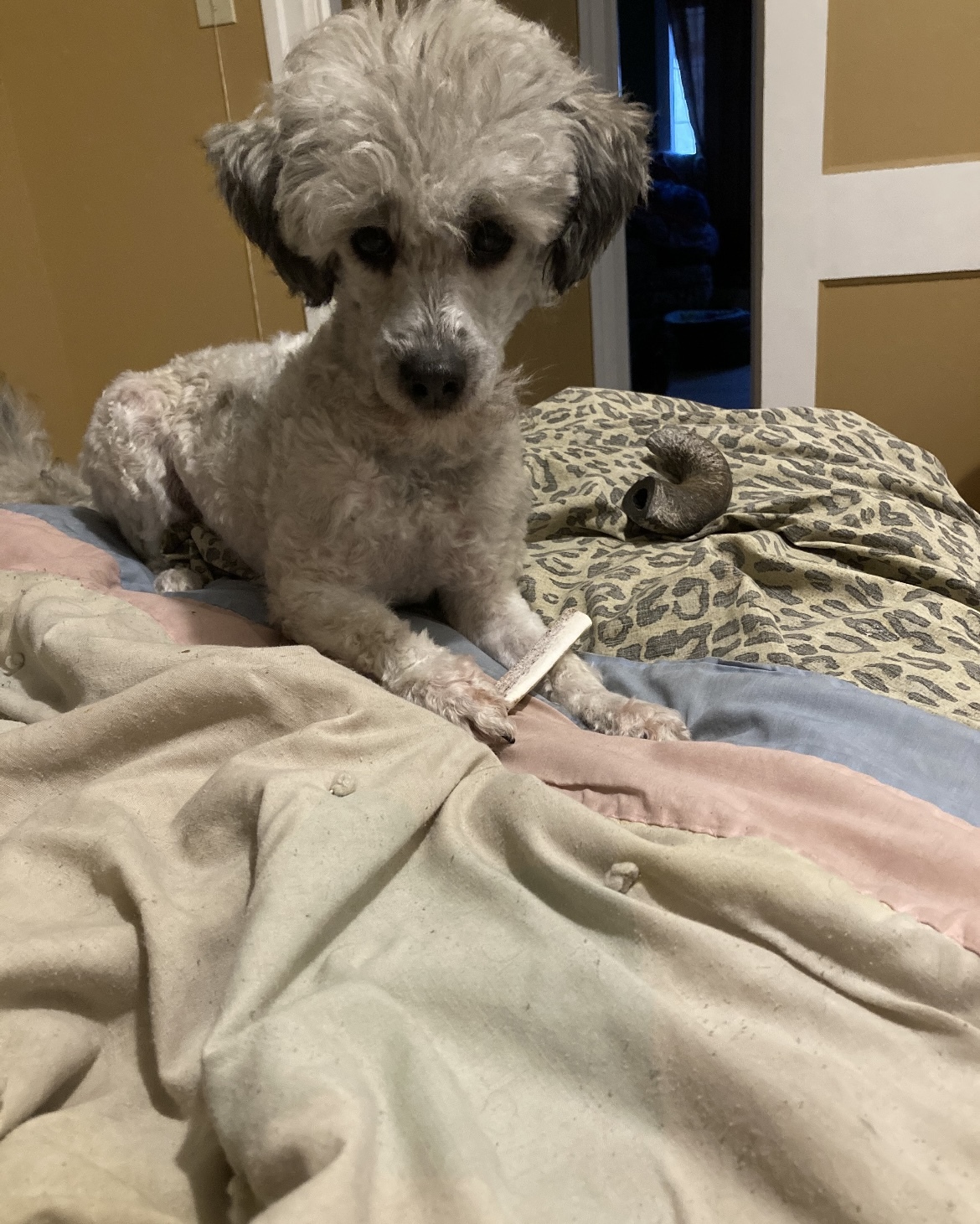 Teddi, an adoptable Mixed Breed in Saskatoon, SK, s7h 3a1 | Photo Image 1
