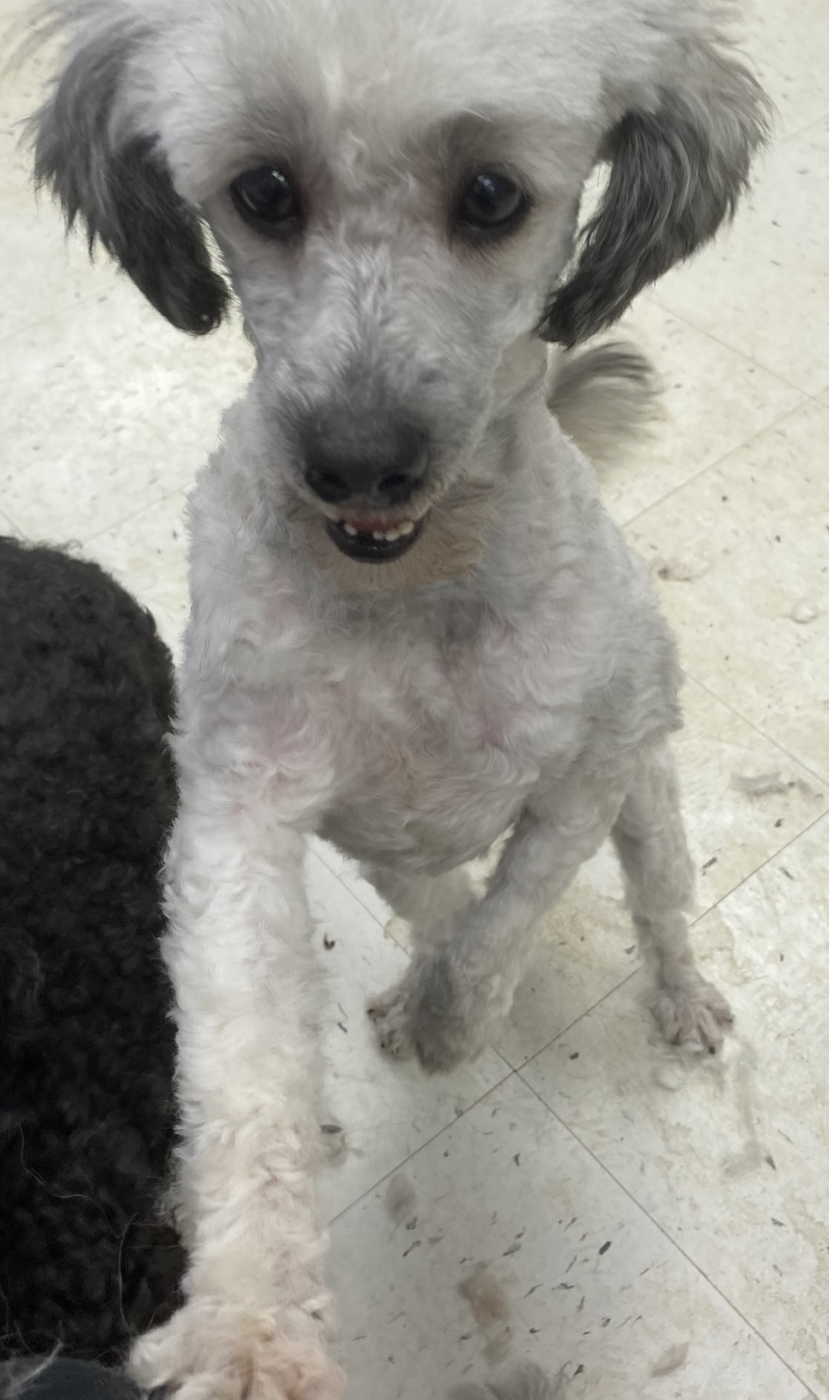 Teddi, an adoptable Mixed Breed in Saskatoon, SK, s7h 3a1 | Photo Image 2