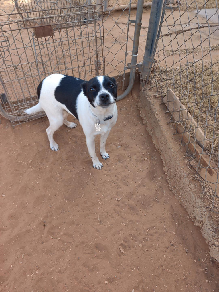 Dog for adoption Dougal, a Boston Terrier in Midland, TX