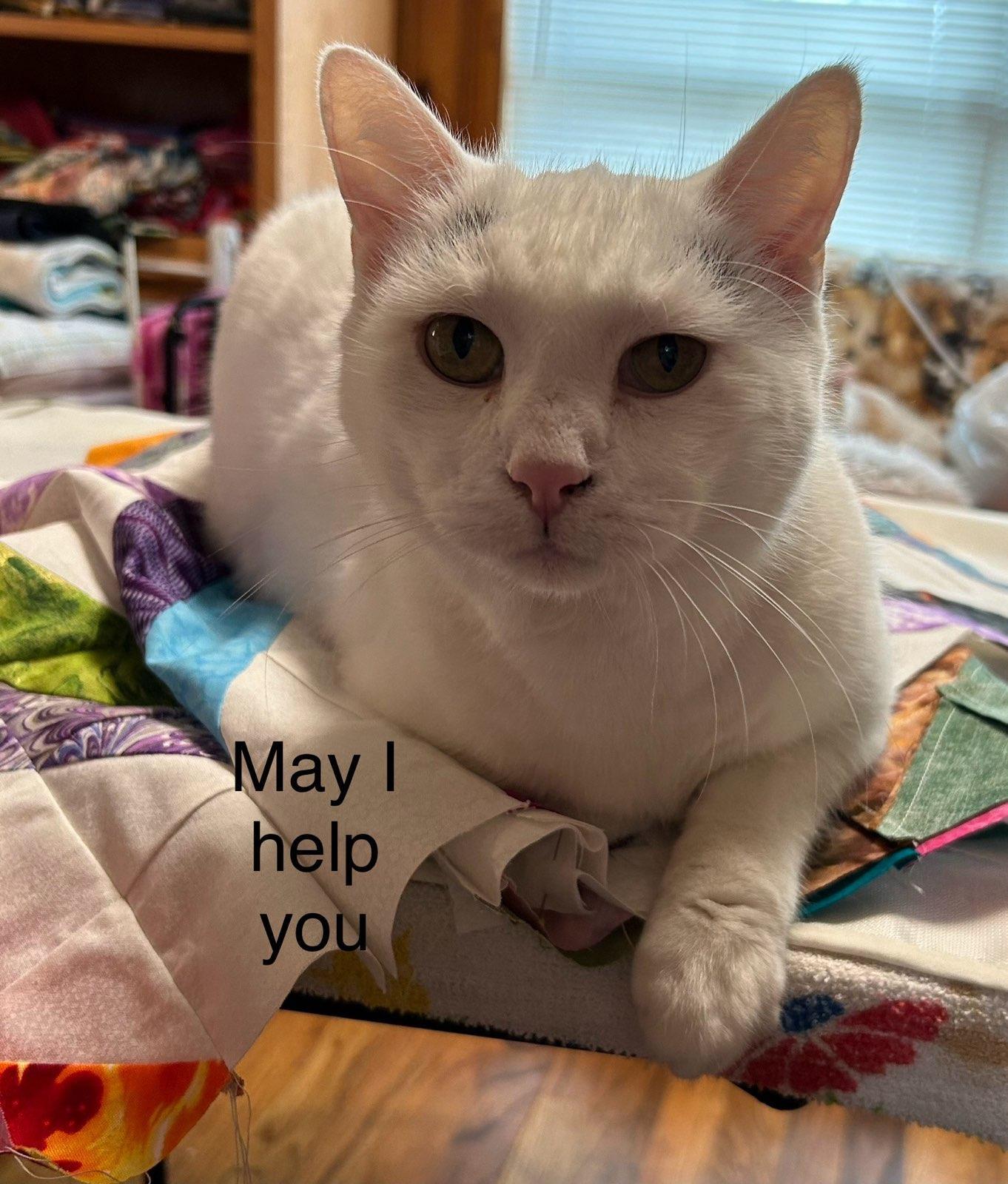 Maxx, an adoptable Turkish Van, Domestic Short Hair in Iroquois, IL, 60945 | Photo Image 1