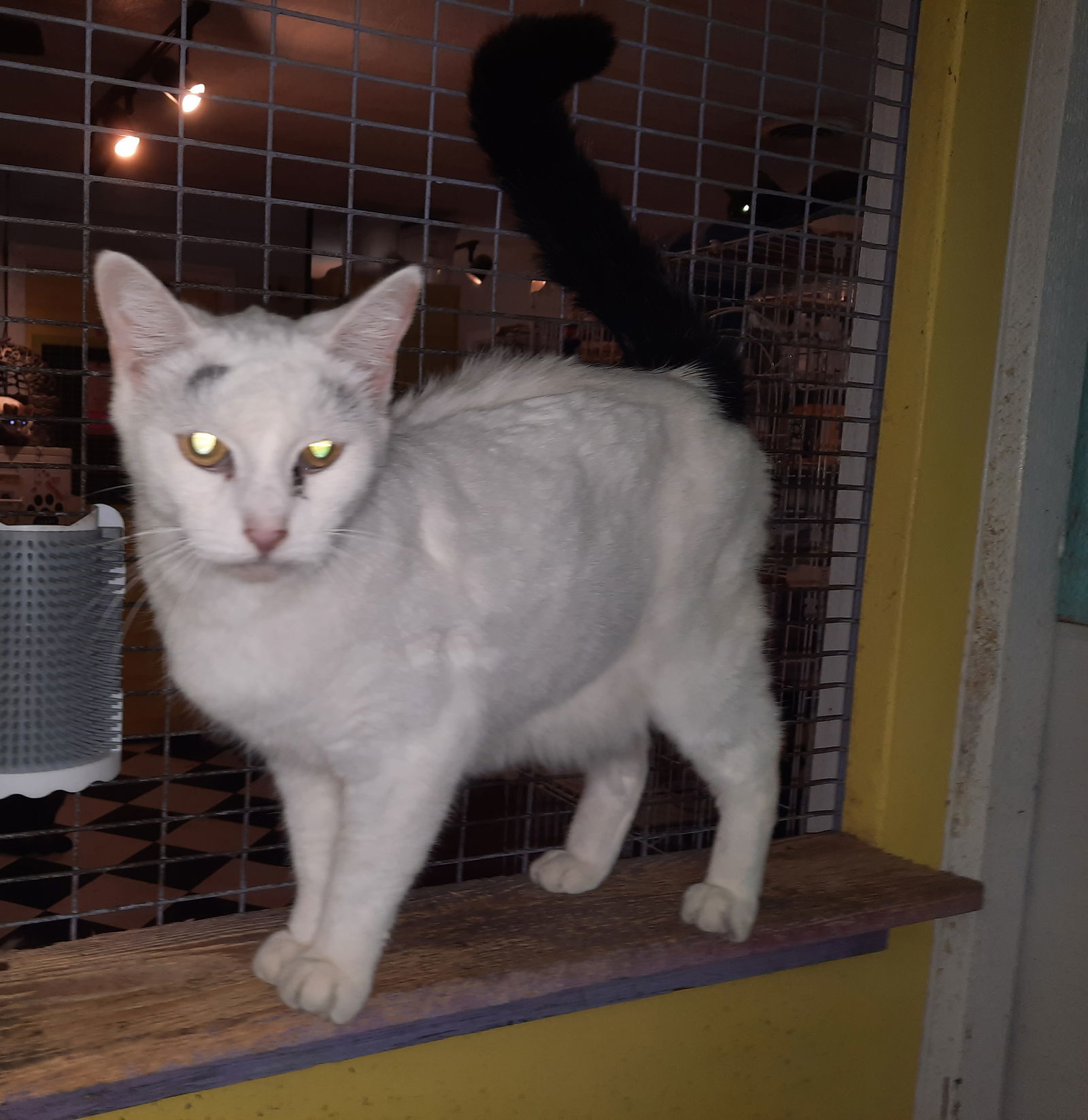 Maxx, an adoptable Turkish Van, Domestic Short Hair in Iroquois, IL, 60945 | Photo Image 2