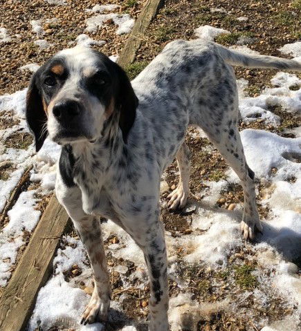 English setter hot sale mix