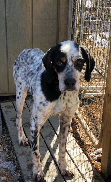 Dog for adoption - Emmett, a Hound & English Setter Mix in Arlington, VA |  Petfinder