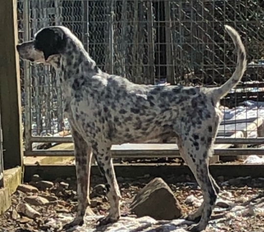 Emmett, an adoptable Hound, English Setter in Arlington, VA, 22210 | Photo Image 3