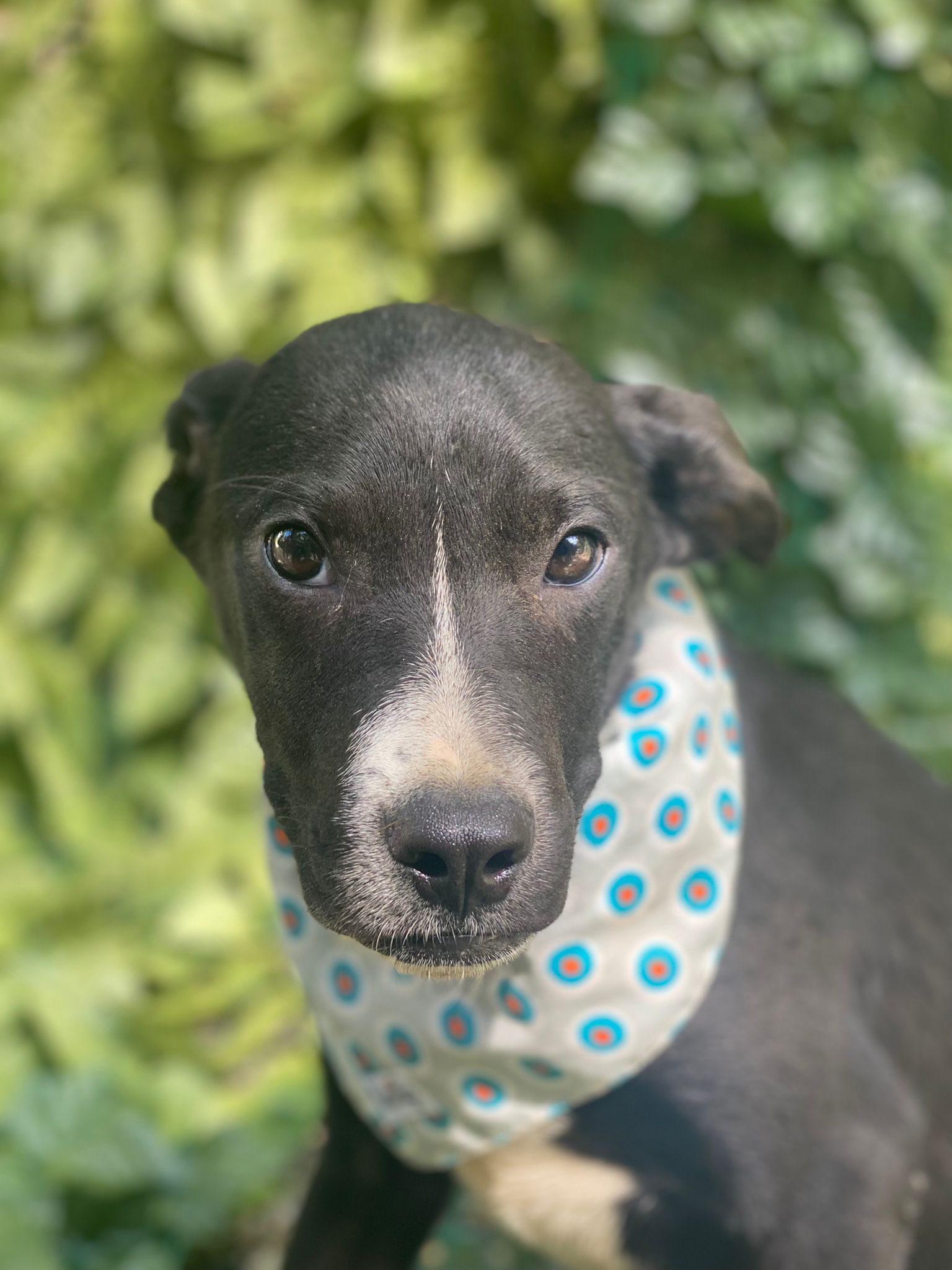 Petfinder Syracuse Ny - ny2kfuj