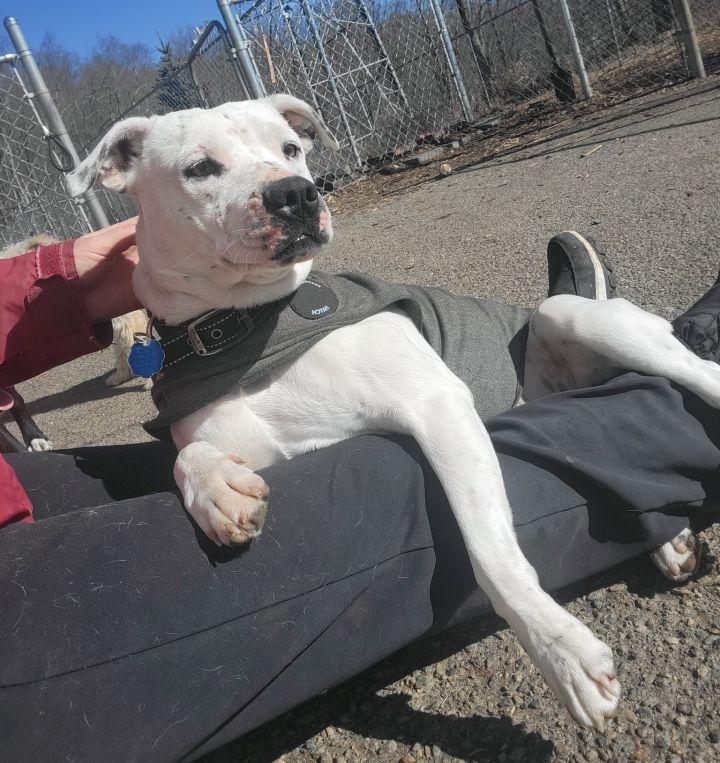 Kaya, an adoptable Boxer Mix in Bloomingdale, NJ_image-1